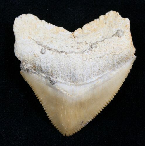 Squalicorax Fossil Shark Tooth - Morocco #7739